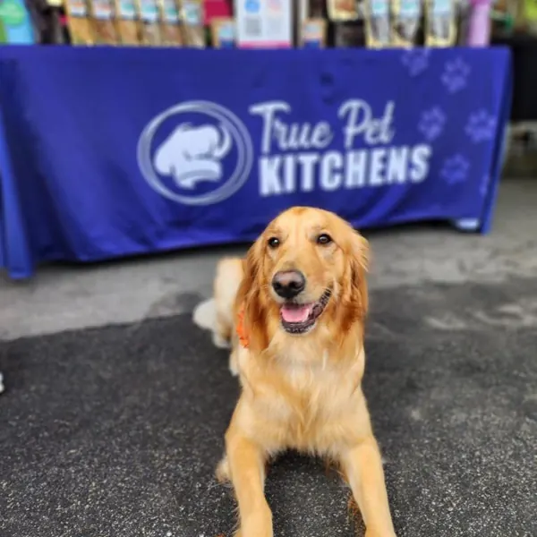 A golden retriever relaxing in front of the booth